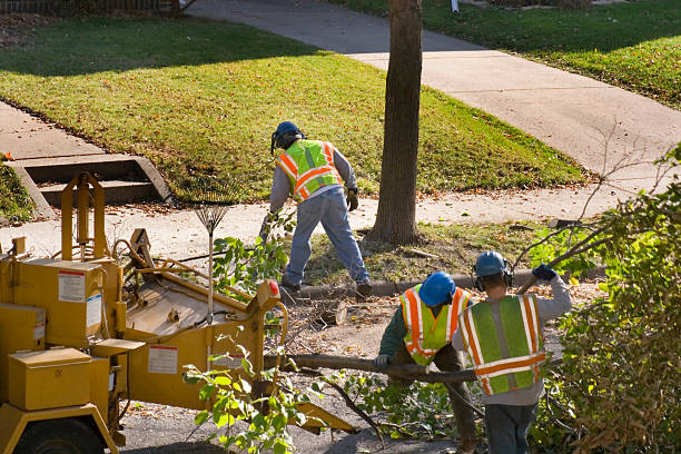 Tree Branch Trimming in Benavides, TX